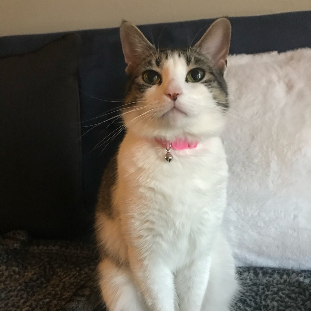 Meet your Posher, Dominick